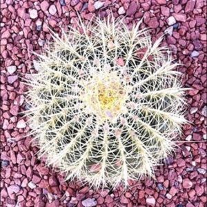 Meet your Posher, Tamera